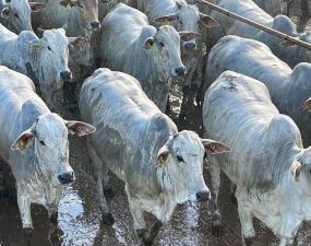 Novilhada de MT tem carne qualificada para consumidor na Europa